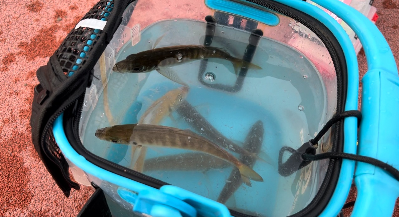 2024.05.20.宗像エリアの離島でアジング！探せばアジは居ますね！デイ