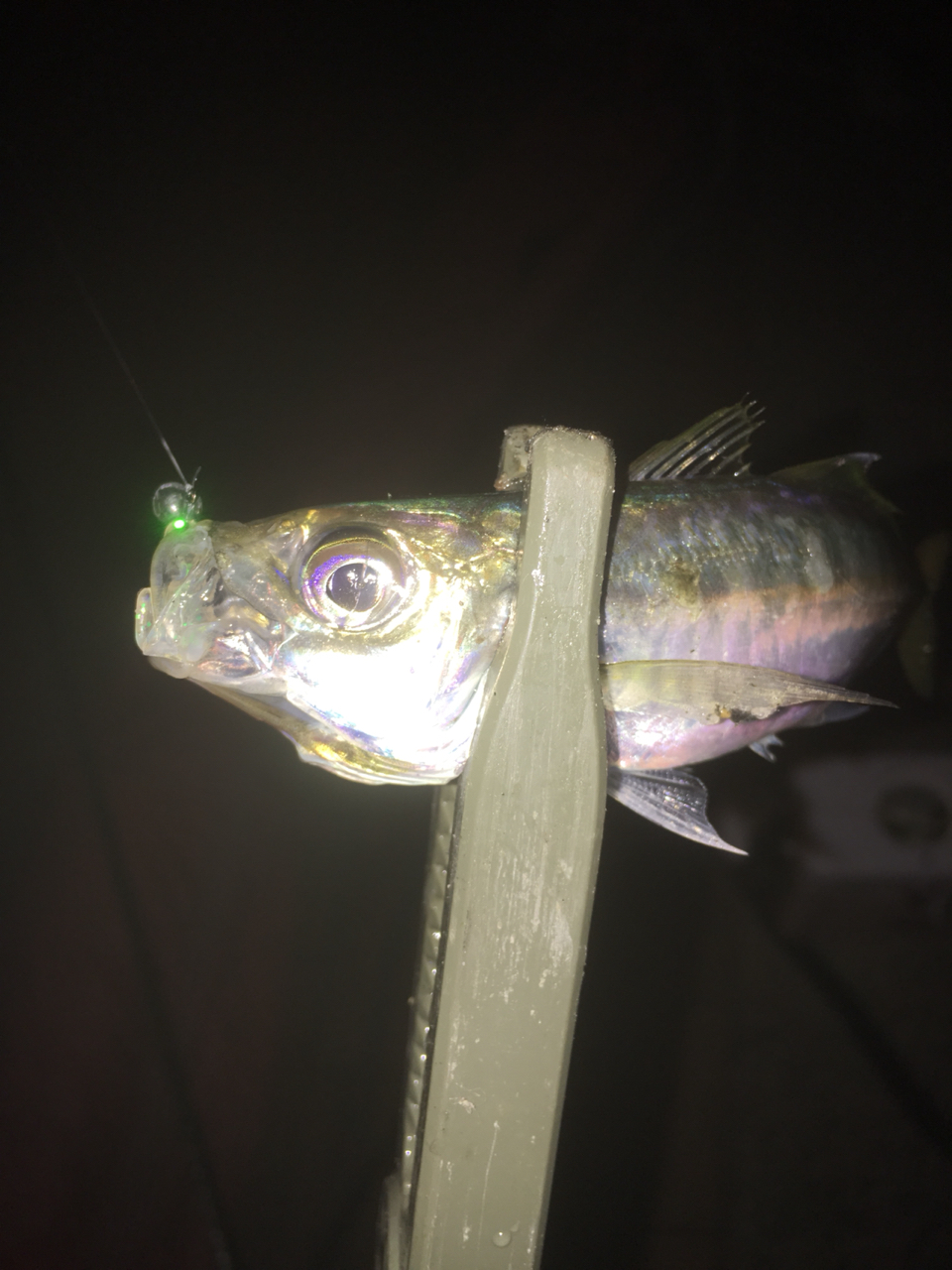 今回は久しぶりにレギュラーサイズを数釣りするぞー フォールのアジングで シャッドテール大活躍 ヽ ヮ ノ ぽけっとの小物gomoku日誌 博多湾