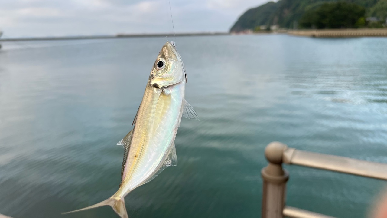 2024.05.20.宗像エリアの離島でアジング！探せばアジは居ますね！デイ