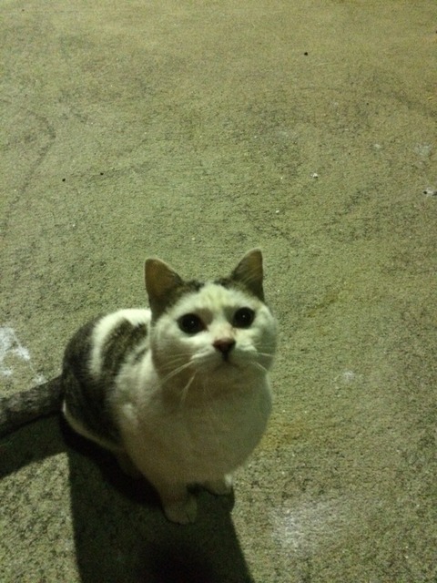 志賀島の猫