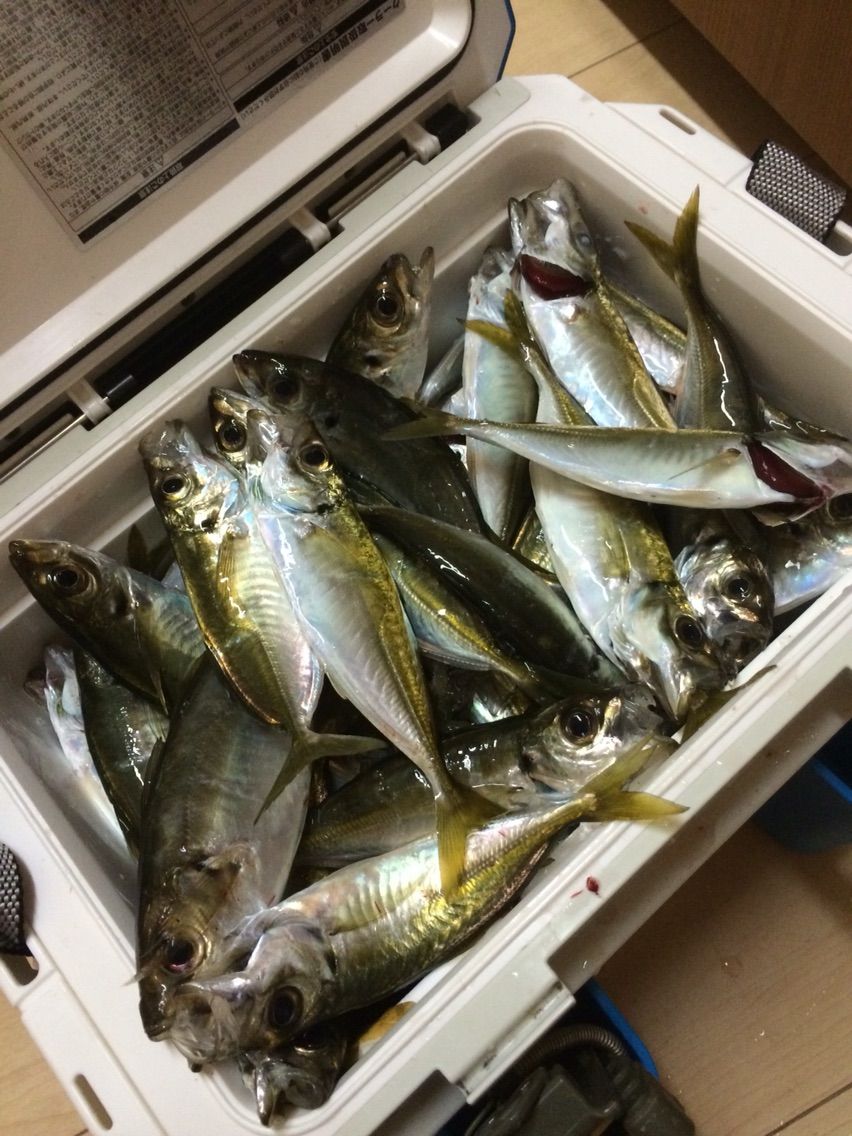 親戚宅に新鮮なアジを10人分届けよ お土産確保ミッション にチャレンジww ぽけっとの小物gomoku日誌 博多湾