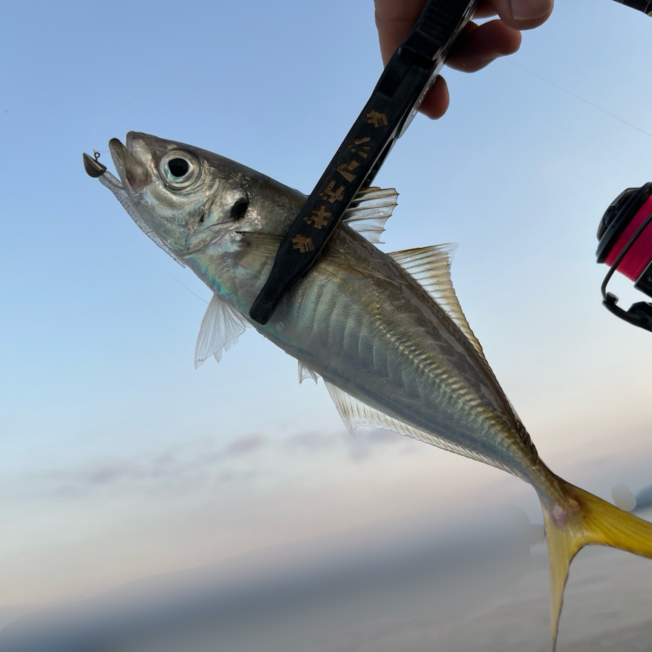 2023.10.17.宗像エリアで夕まずめアジング！こっちのアジは『色をしっかりみてるの？？』カラーで差が出る久々の展開。 :  ぽけっとの小物GOMOKU日誌 〜博多湾〜