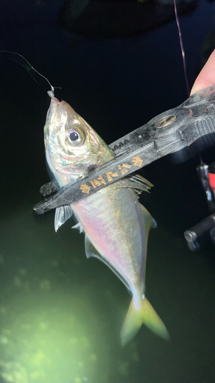 昨日も隙間時間で呼子ランガンアジング 今日は呼子でアジングの大会 そして明日はpoint佐賀展で34の販売イベント ノ ぽけっとの小物gomoku日誌 博多湾 昨日も隙間時間で呼子ランガンアジング 今日は呼子でアジングの大会 そして明日はpoint佐賀展で34の販売イベント ノ ぽけっとの小物gomoku日誌 博多湾