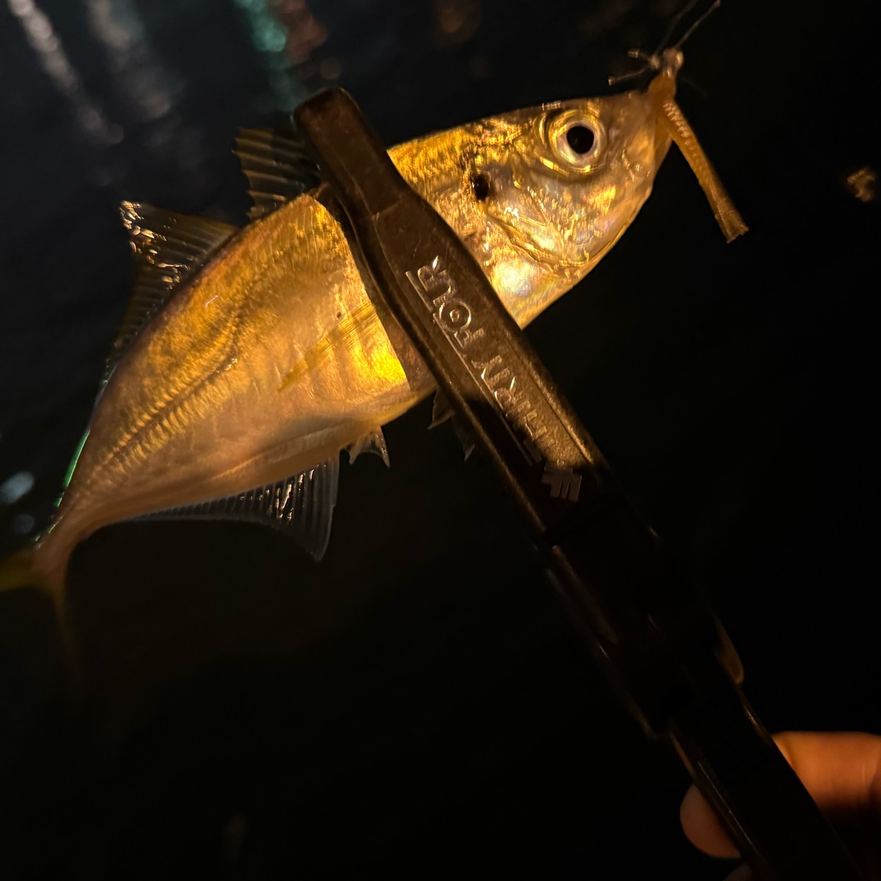 11月10日～17日の博多湾奥の様子(°∀°)ﾉで、昨日もアジング&ヒイカ釣りに行ってきましたわ！ : ぽけっとの小物GOMOKU日誌 〜博多湾〜