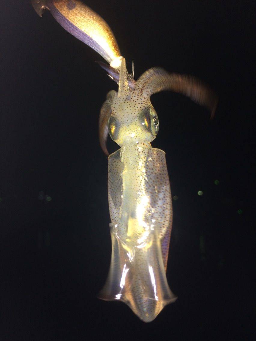 ヒイカの沖漬けが食べてみたい でも エギダウンショットアジングでヒイカよりアジが好調ってs D ぽけっとの小物gomoku日誌 博多湾 ヒイカの沖漬けが食べてみたい でも エギダウンショットアジングでヒイカよりアジが好調ってs D ぽけっとの小物gomoku日誌 博多湾