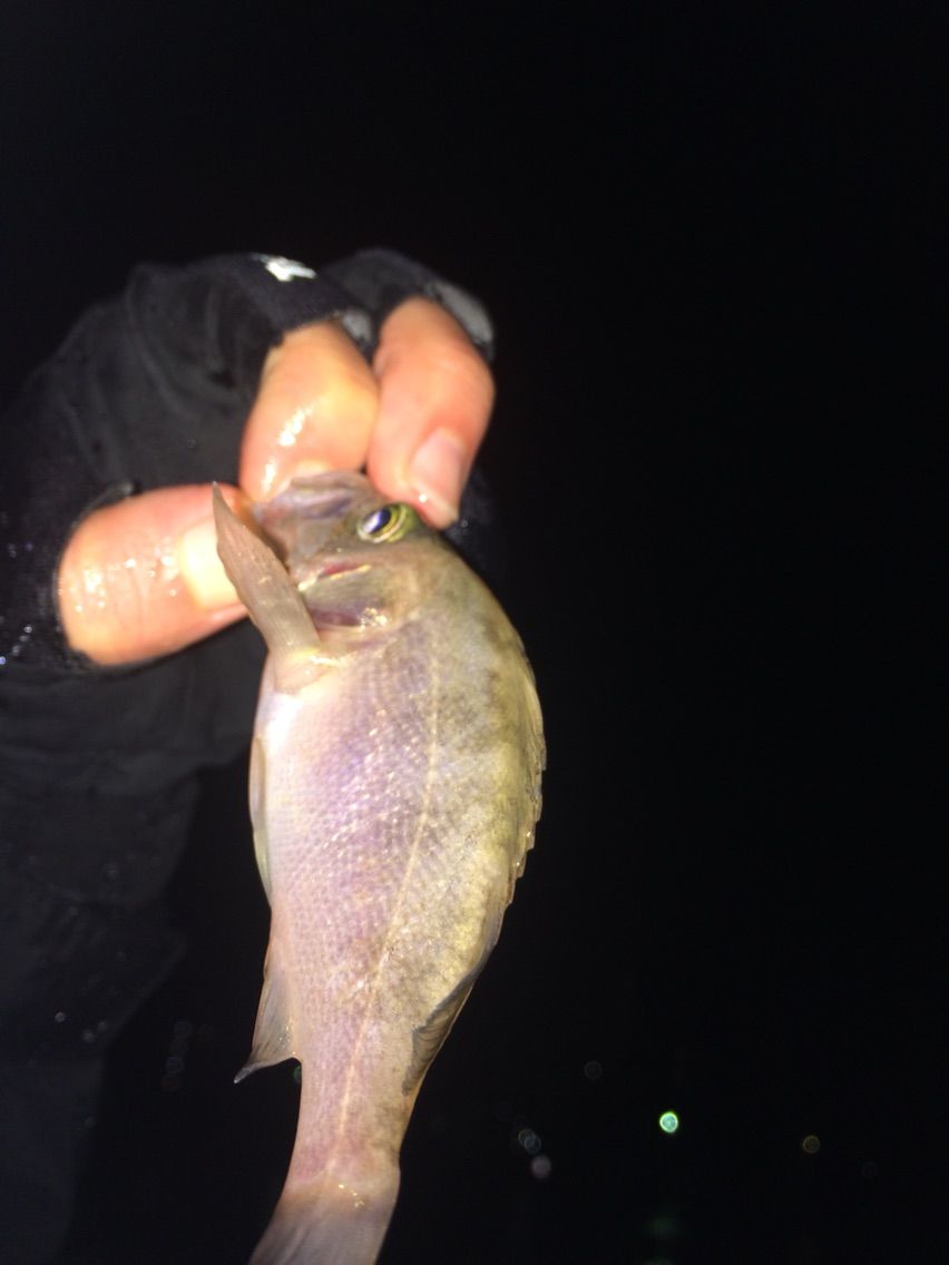 久しぶりに箱崎埠頭でメバリング 雨でも釣りますともw ぽけっとの小物gomoku日誌 博多湾