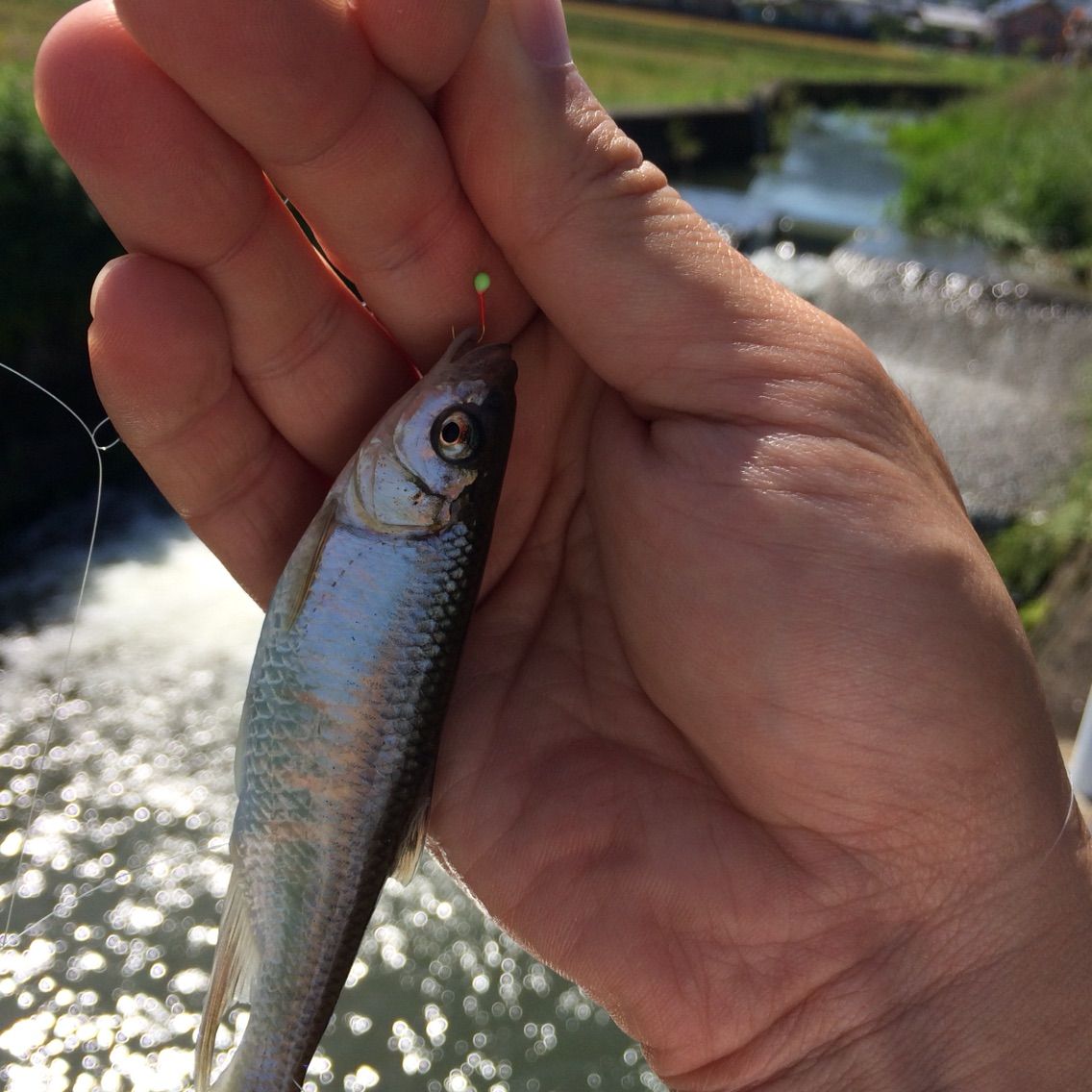 佐賀のクリークで 初夏のハヤ釣りw 延べ竿も楽しいね O ぽけっとの小物gomoku日誌 博多湾