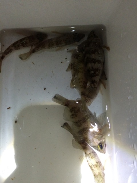 どシャローのみの釣果