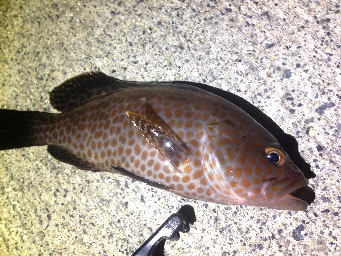 ノープラン 3 Sun 4 Sea 5 Go