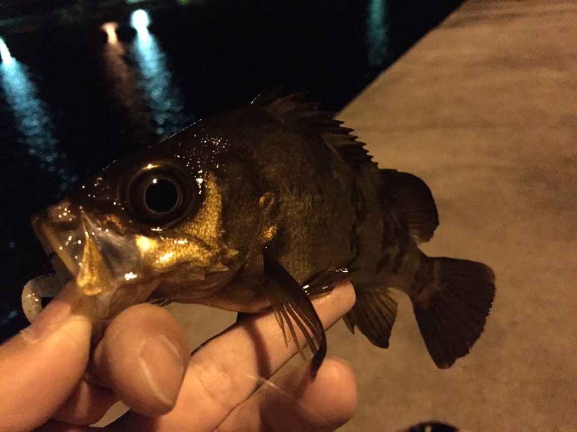 ノープラン 3 Sun 4 Sea 5 Go