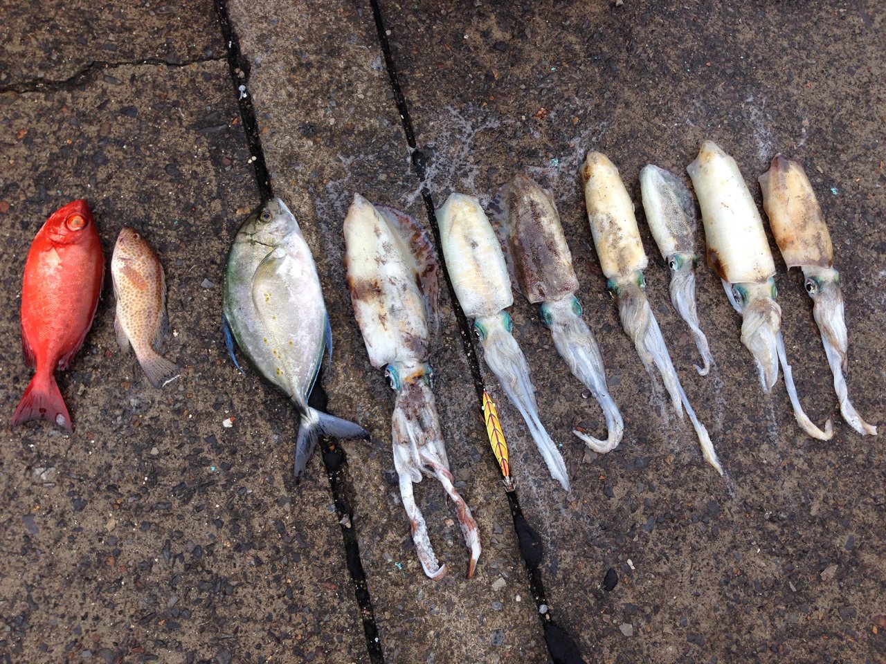 佐多day Night Feeevァァァ 3 Sun 4 Sea 5 Go