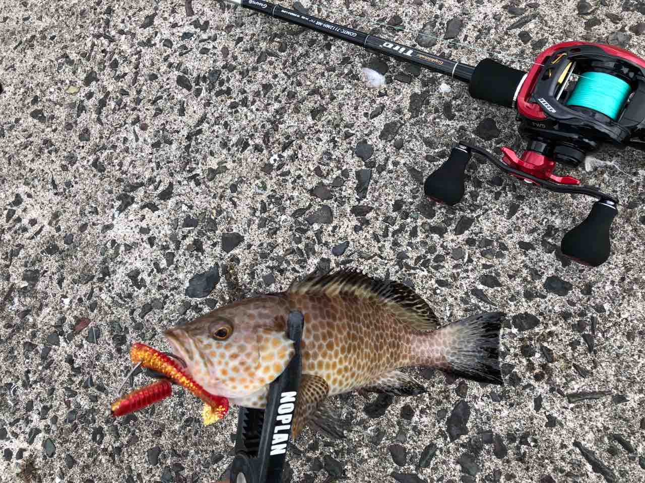 ロックフィッシュ仕留めました 3 Sun 4 Sea 5 Go