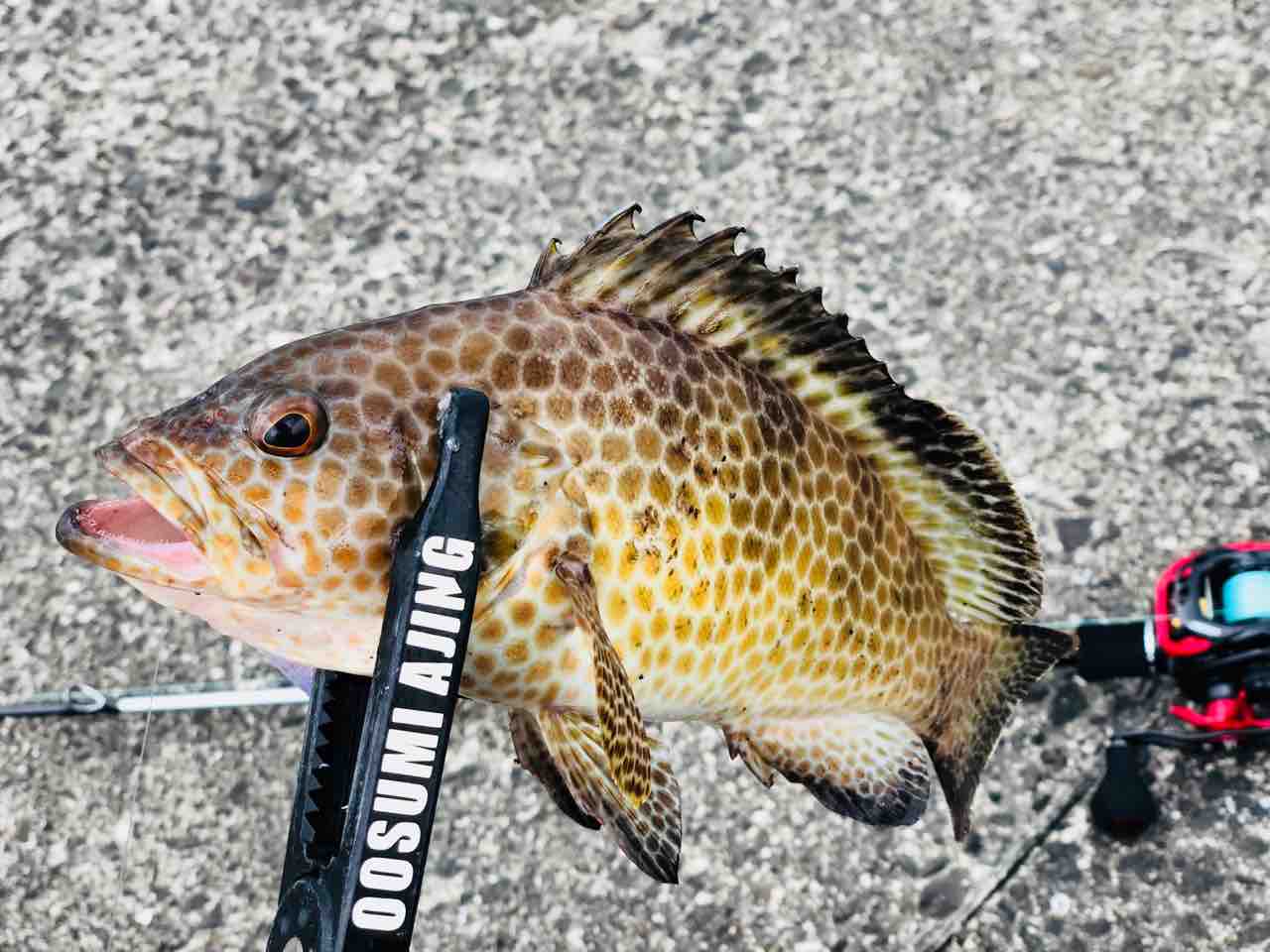 ロックフィッシュ仕留めました 3 Sun 4 Sea 5 Go