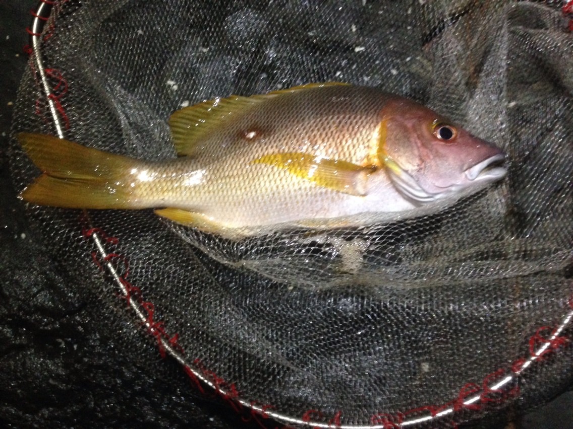 ノープラン 3 Sun 4 Sea 5 Go