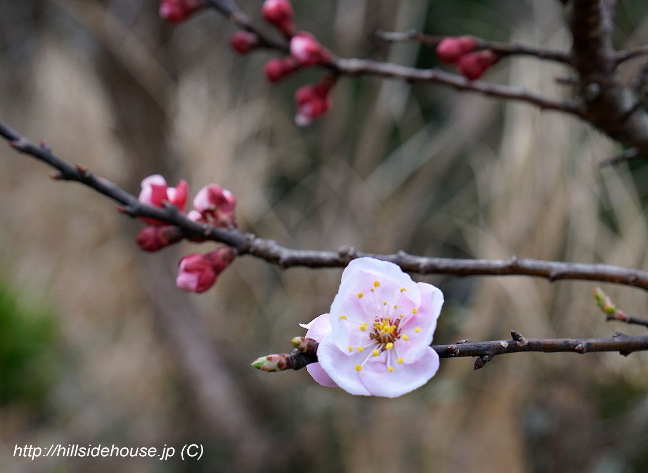 アンズの花 宿ブログ 季節の庭をお皿の上に