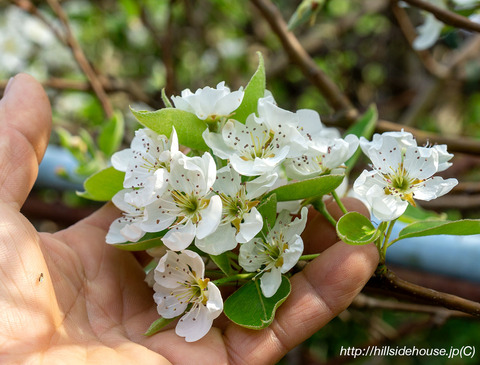 2019-04-19-Birne02