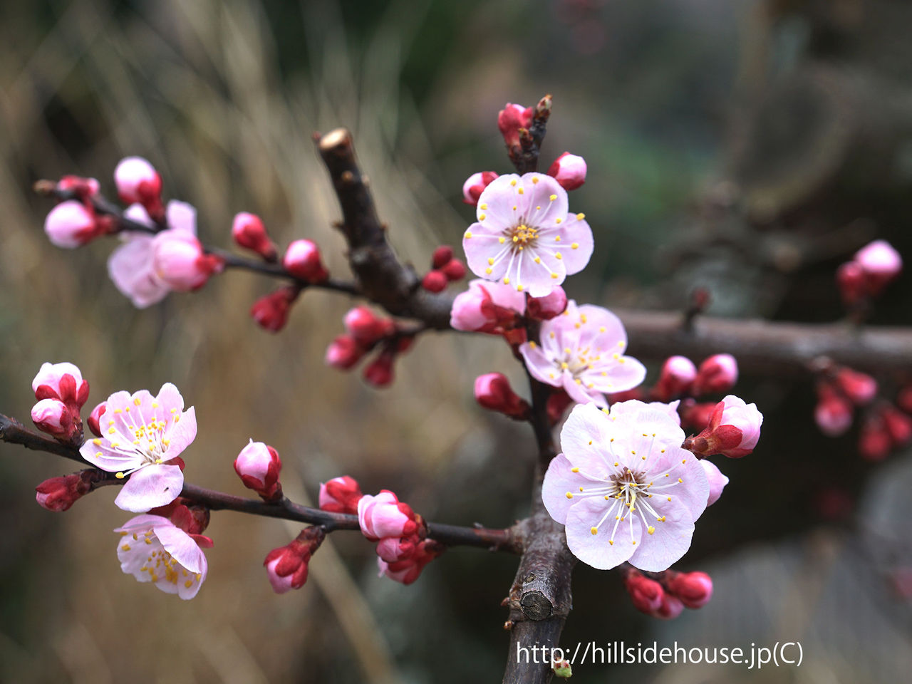 アンズの花 宿ブログ 季節の庭をお皿の上に