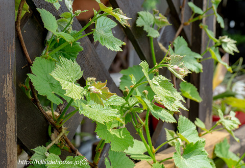 2019-04-22-traube-blüten