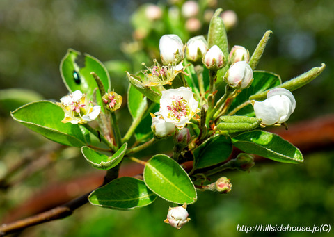 2019-04-14-birne-blüten02