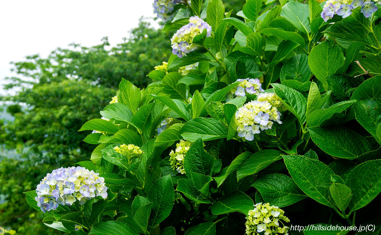 紫陽花と夏の草花の植え付け 季節の庭をお皿の上に