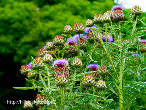 2018-06-13-kleinen_artichocken