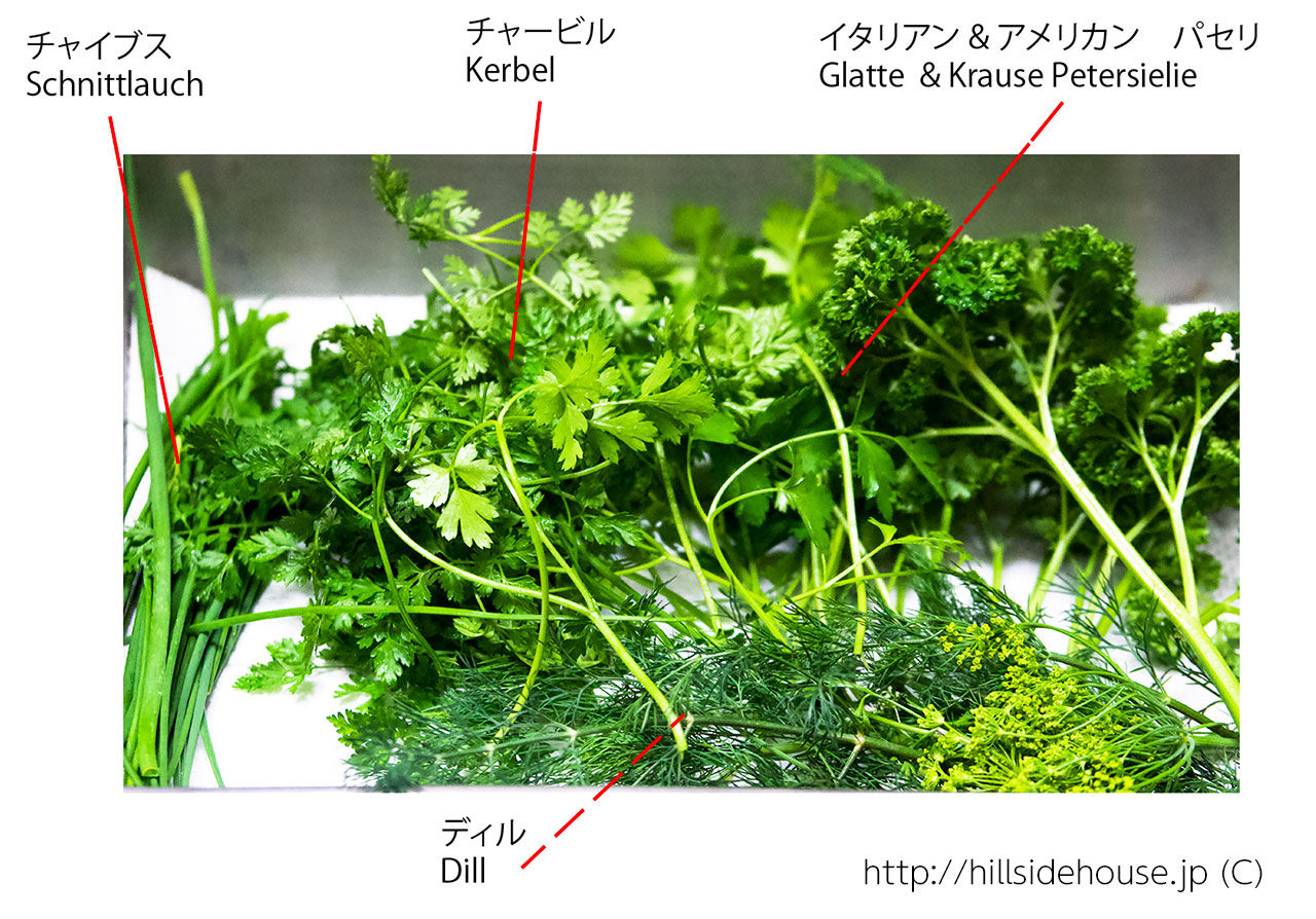 メインは石鯛のカルパッチョ 季節の庭をお皿の上に