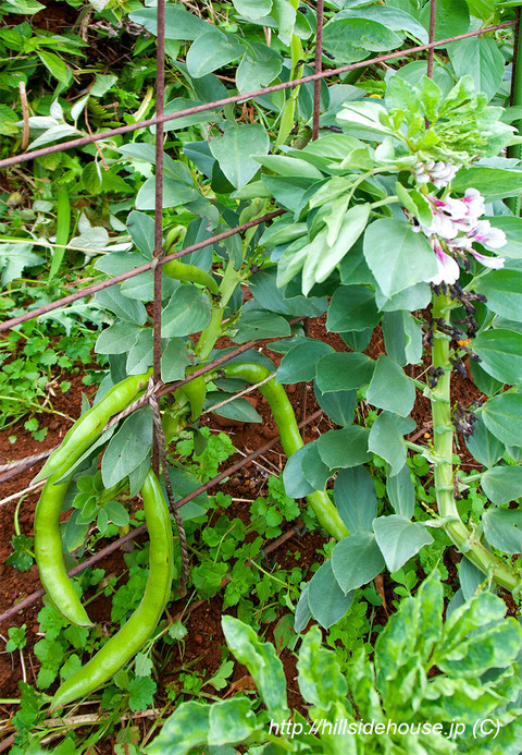 2019-04-11-soramame