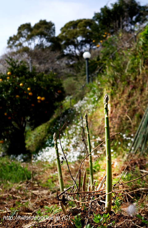 2019-03-27-spagel-asupara02