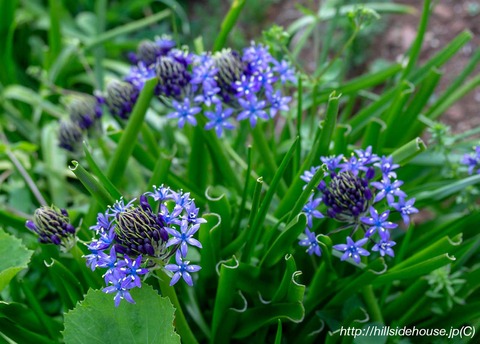 2019-04-18-Peruanischer-Blaustern