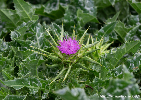 2019-04-27-mariendistel
