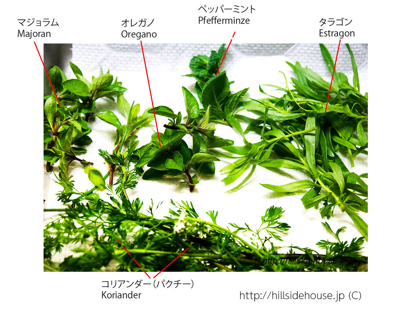 メインは石鯛のカルパッチョ 季節の庭をお皿の上に メインは石鯛のカルパッチョ 季節の庭をお皿の上に
