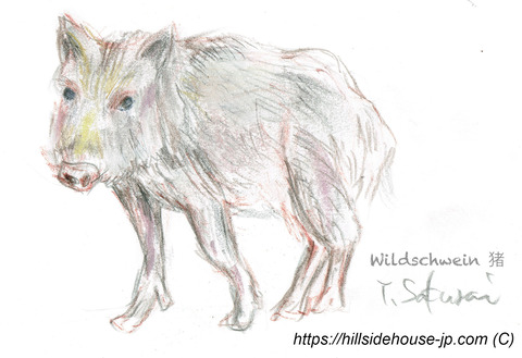 Wildschwein