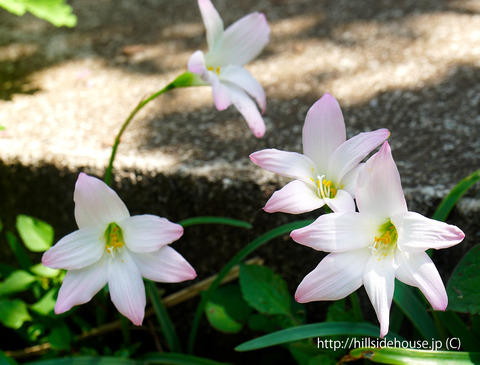 2018-06-05-Regenlilien