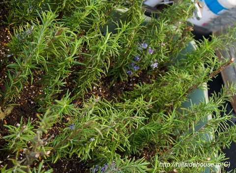 2019-04-04-rosemary