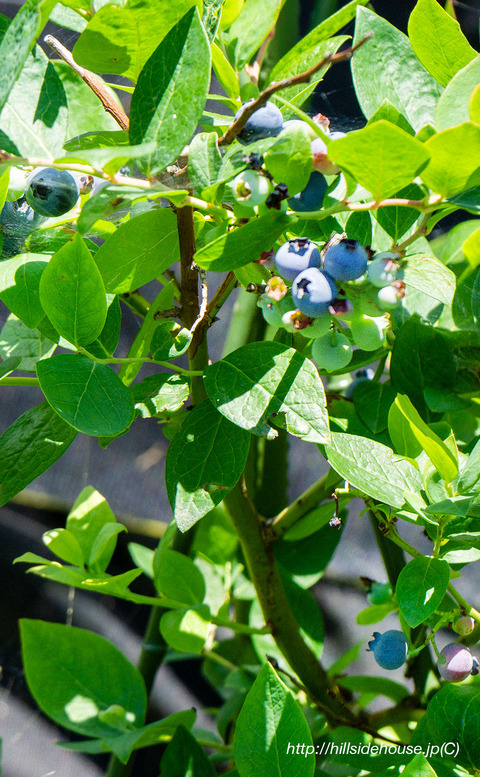 20190611_0199_blaubeeren