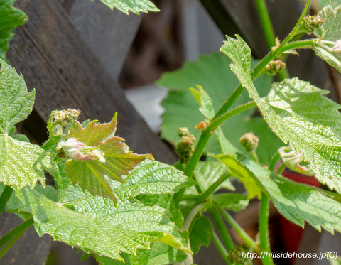 2019-04-22-traube-blüten02