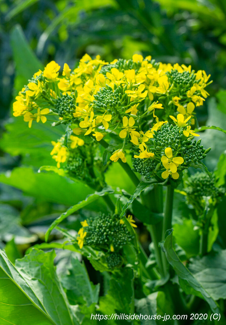 イタリア菜の花 初庭仕事のご褒美 季節の庭をお皿の上に イタリア菜の花 初庭仕事のご褒美 季節の庭をお皿の上に