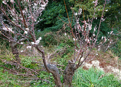 2019-02-28-Pflaumen-baum
