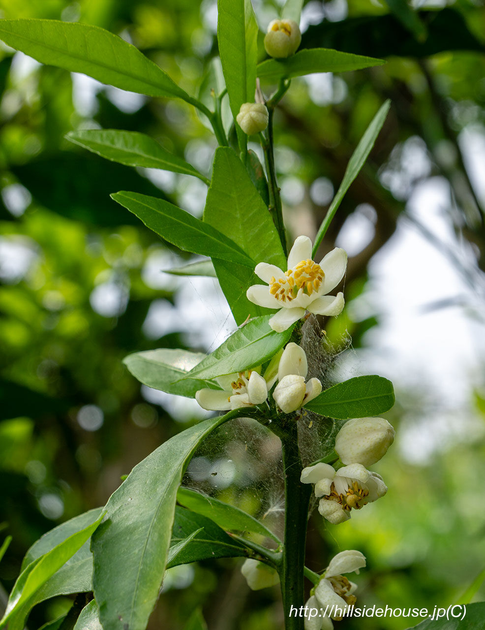 小みかんの花 季節の庭をお皿の上に