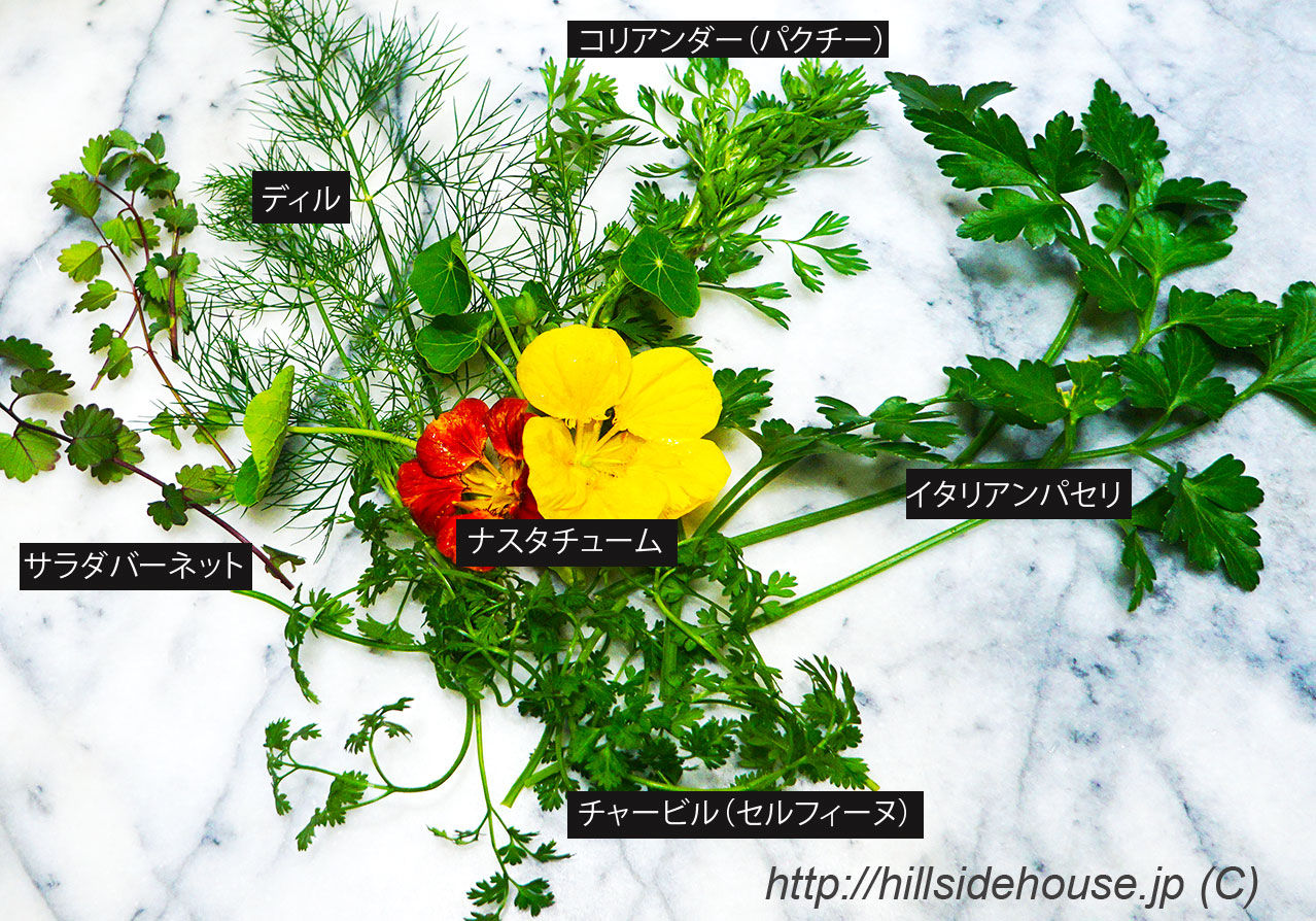 ルコラの花と緑のソースのサラダ 季節の庭をお皿の上に ルコラの花と緑のソースのサラダ 季節の庭をお皿の上に
