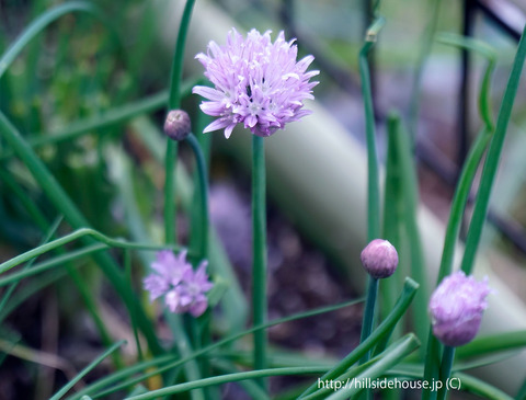 2018-05-06-schnittlauche-blüten