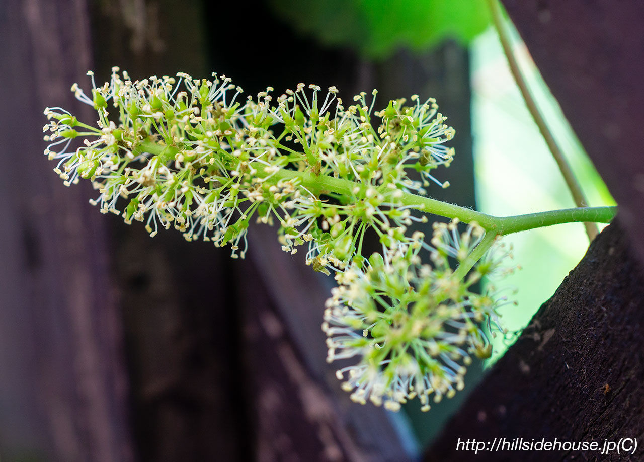 ブドウの花が咲きました 季節の庭をお皿の上に