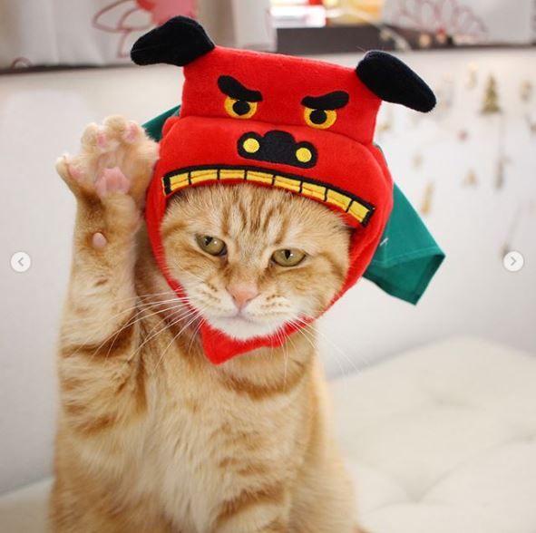 3coins スリコ の犬猫用 お正月かぶりもの で年賀状を作ろう Himajyoのまとめ 美容 ダイエット ファッション エンタメ 女子のための2chまとめ