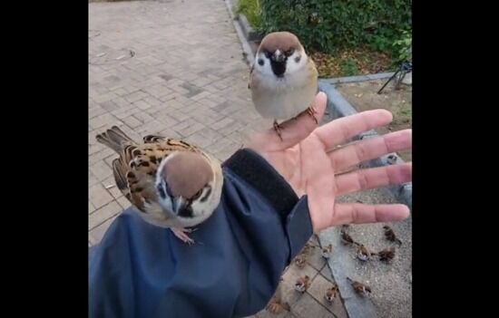 【動画】スズメに懐かれまくった人間の末路がコチラ : ヒマをもてあました神々のまとめ