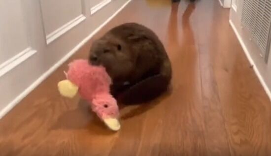【動画】ビーバーさん、どこにでもダムを作ってしまう : ヒマをもてあました神々のまとめ