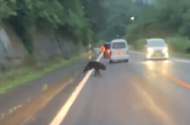 【動画】クマさん　車にはねられる : ヒマをもてあました神々のまとめ