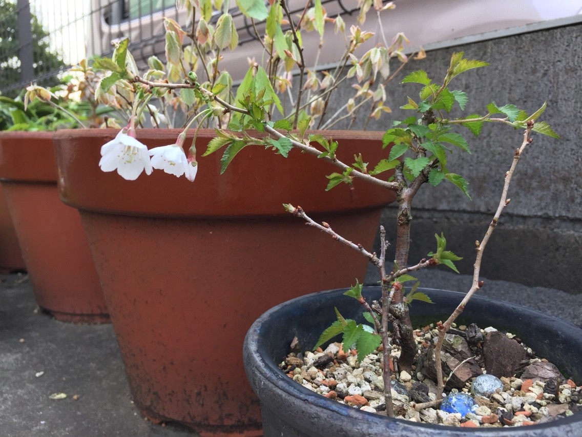 日本一贅沢なお花見スポット 私専用の桜 Himag