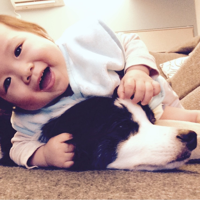 犬と赤ちゃんは同居できるのか Himag