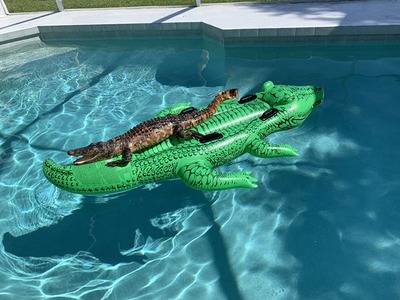 alligator_pool_float