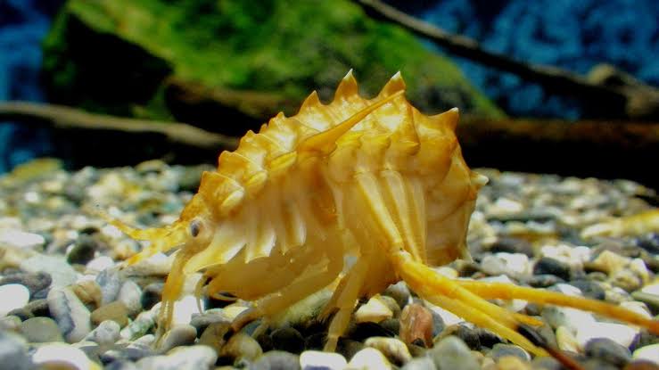 画像 めっちゃかっこいい生き物発見したwwwwwwwww いきものばなし 画像 めっちゃかっこいい生き物発見したwwwwwwwww いきものばなし